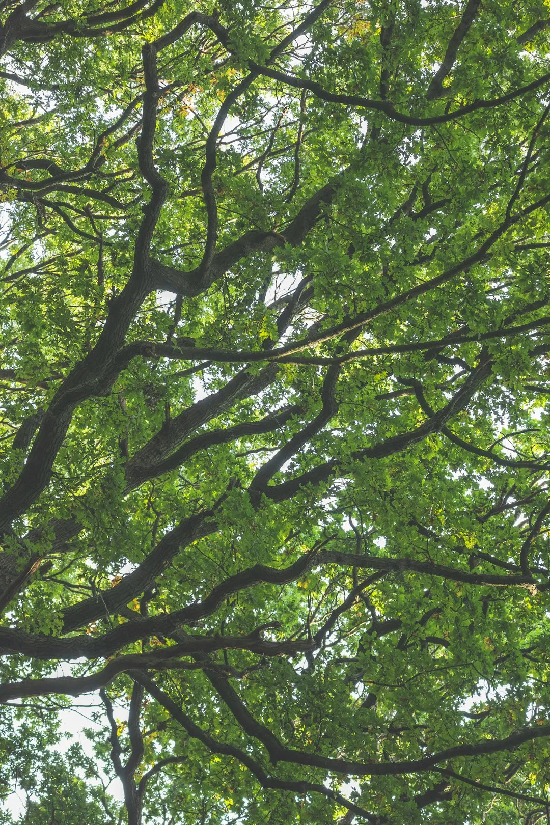 Tangled Tree Canopy