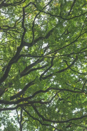 Tangled Tree Canopy