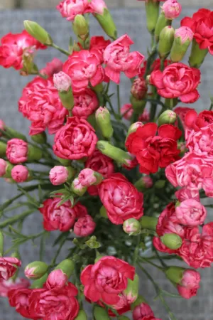 Bouquet Of Pink Carnations