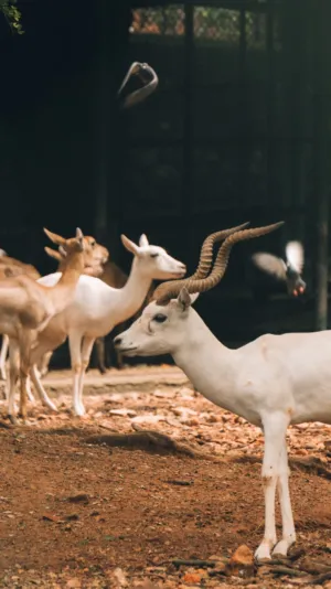 Antelopes In A Natural Setting