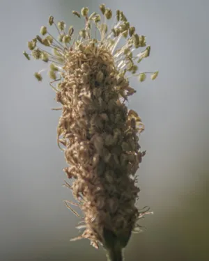 Dried Plant Seed Head