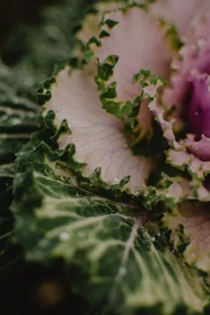 Rainy Day Kale