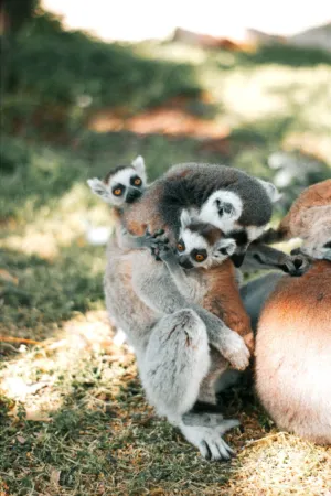 Ring-Tailed Lemurs