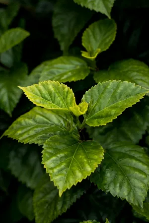 Green Leaves