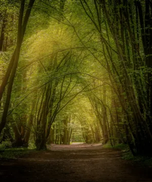 Forest Path