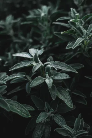Dewy Sage Leaves