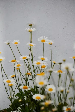 White Daisies