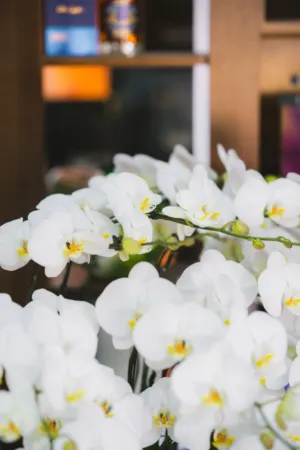 White Orchids