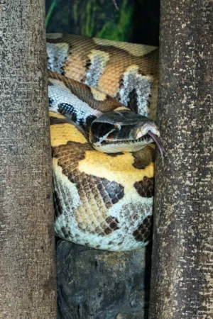 Snake In A Tree