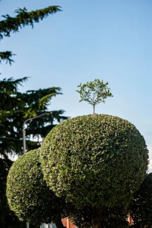 Topiary Art