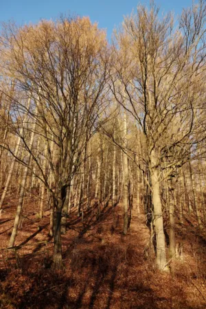 Autumn Forest