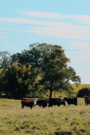 Cows In A Pasture