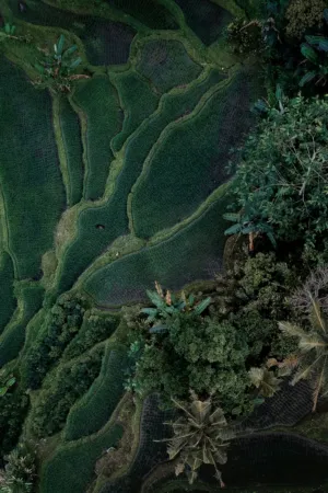 Rice Terraces