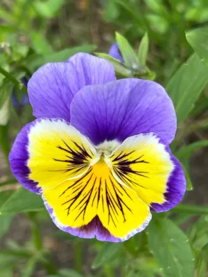 Purple And Yellow Pansy