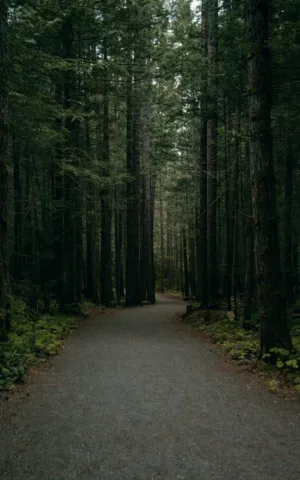 Forest Path