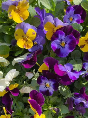 Colorful Pansies