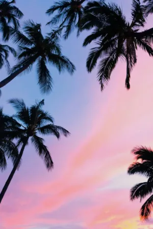 Palm Trees At Sunset