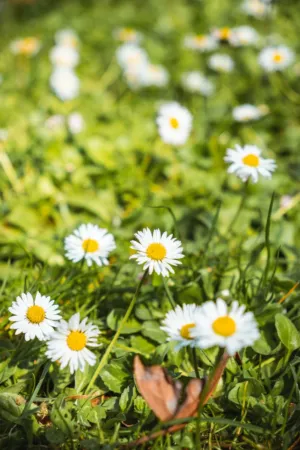 Daisy Field