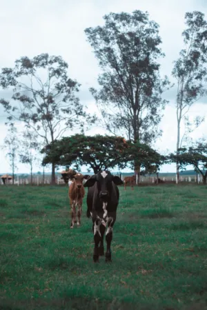 Cows In A Pasture
