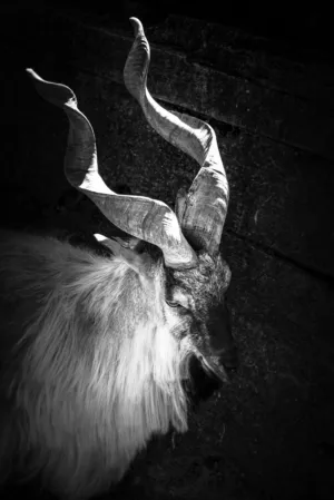 Goat With Curved Horns