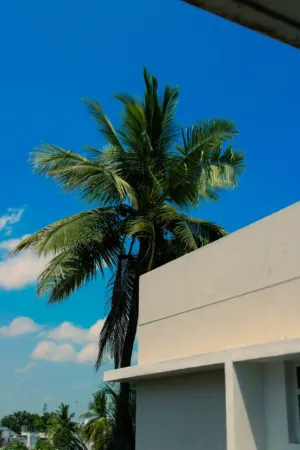 Palm Tree And Building