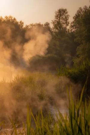 Morning Mist