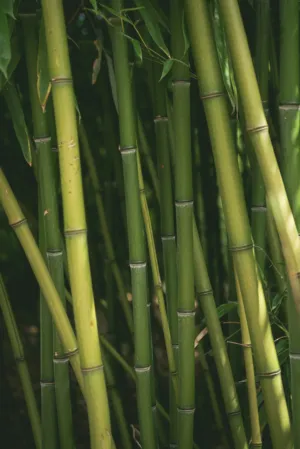 Bamboo Forest