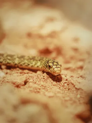 Snake On Sand