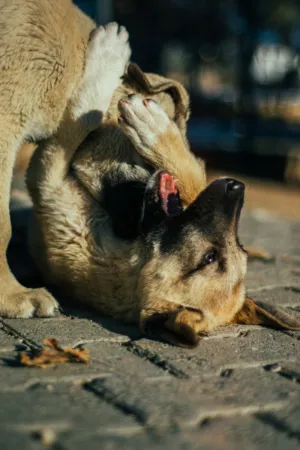 Playful Puppies