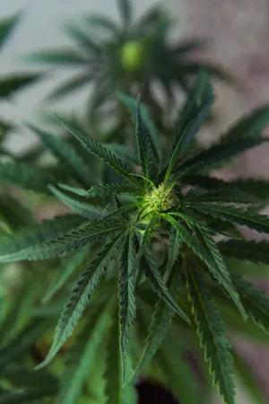Green Plant