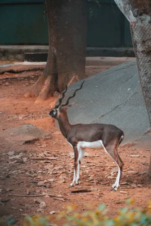 Blackbuck Antelope