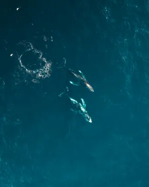 Whale Duo