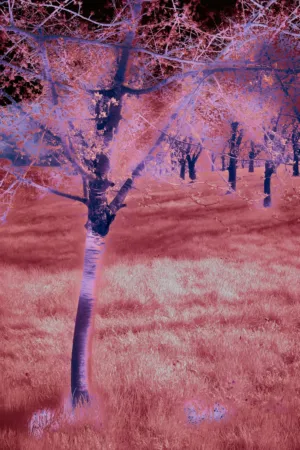 Infrared Forest