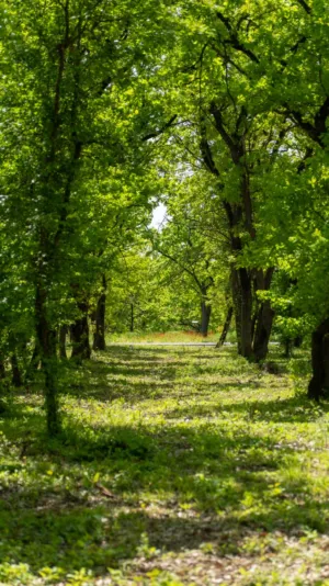 Forest Path