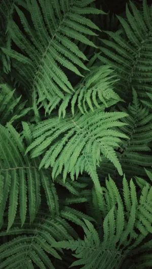 Ferns