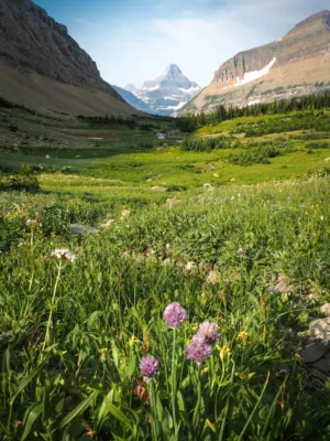 Mountain Valley With Wildflowers