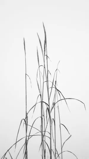 Grass Silhouette