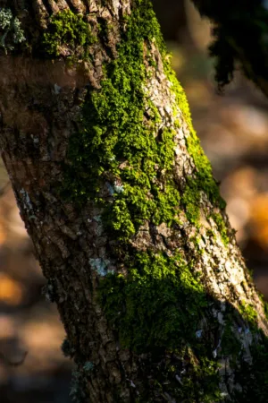 Green Moss On Tree Trunk