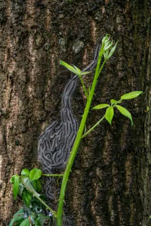 Spider Web On Tree