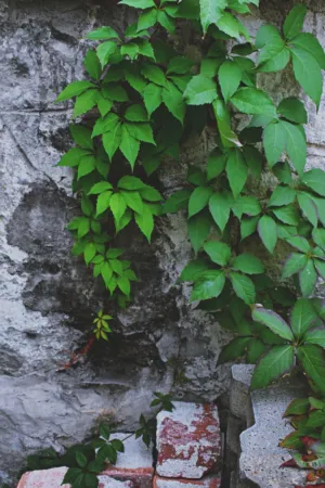 Green Ivy On Weathered Wall