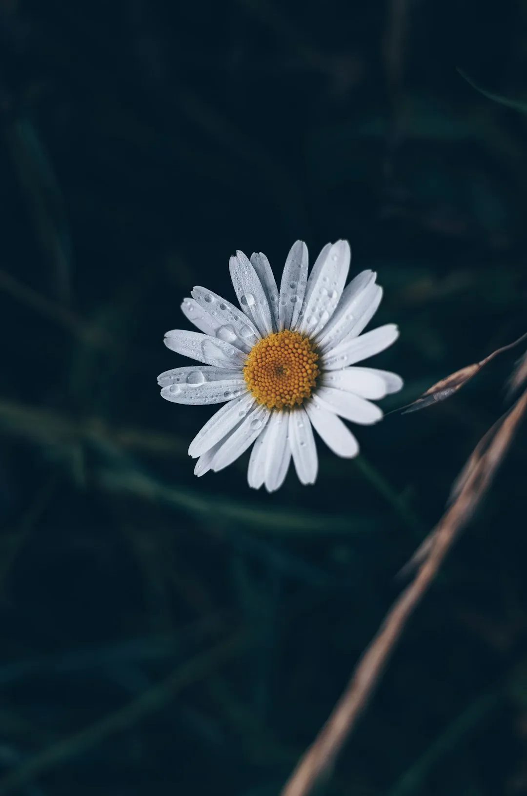 Daisy With Dewdrops
