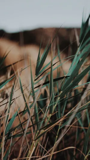 Green Grass