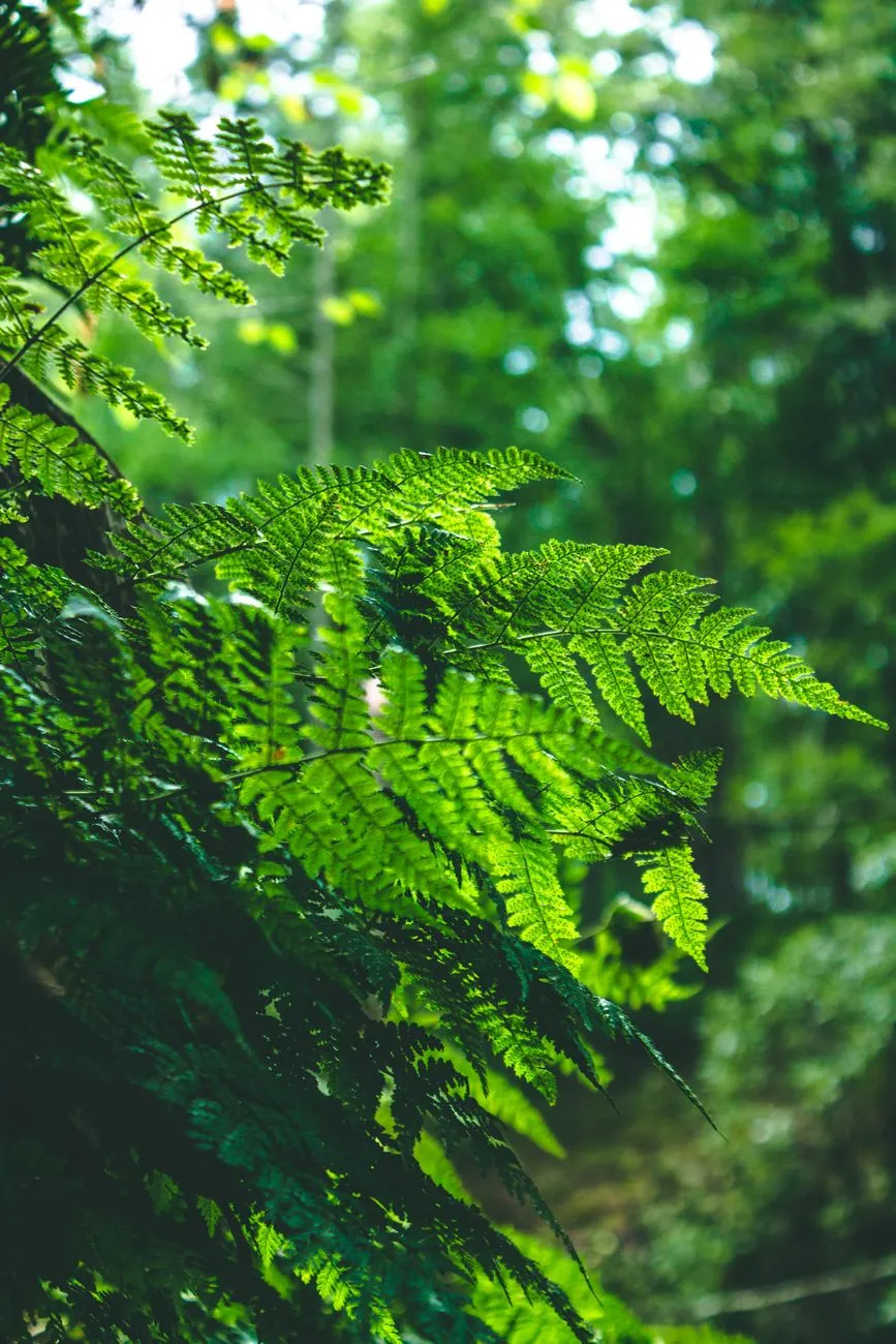 Green Ferns In Sunlight