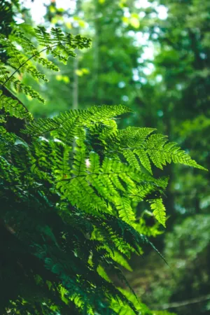 Green Ferns In Sunlight