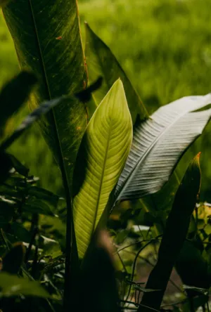 Green Leaf In Nature