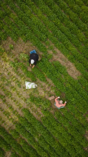 Aerial View Of Farmers In A Field