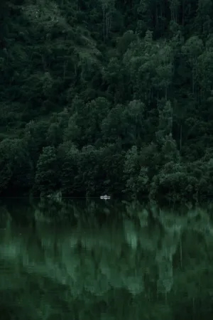 Forest Reflections