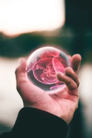 Hand Holding Jellyfish In A Glass Sphere