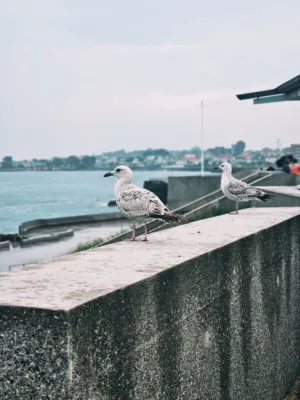 Seagulls By The Sea