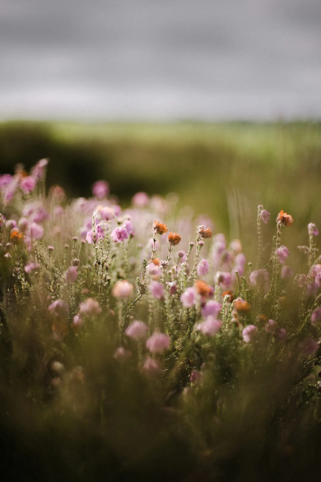 Field Of Wildflowers